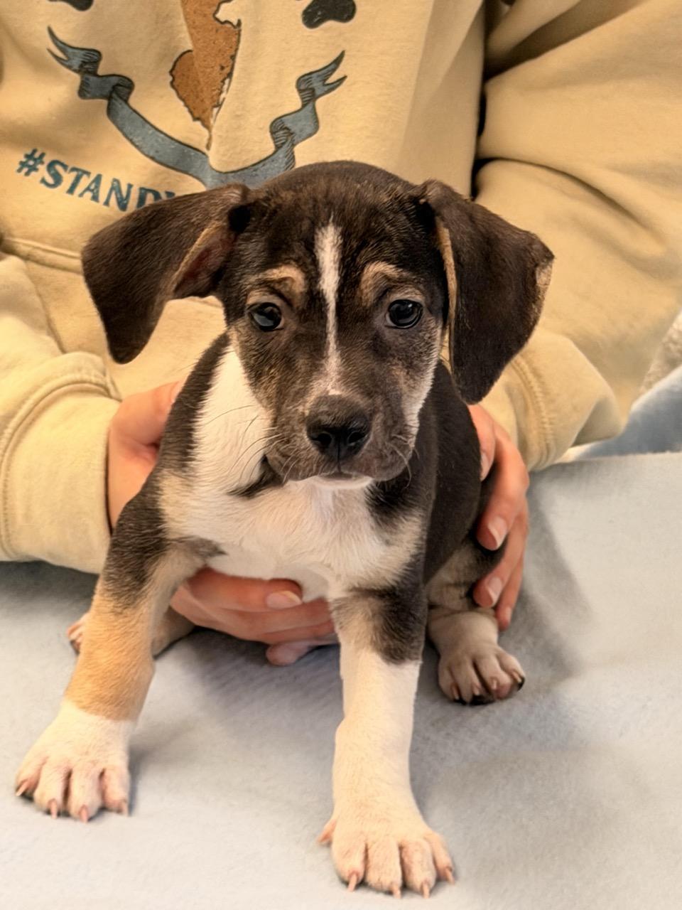 Hairy Potter, adoptable, Puppy Male Beagle & Jack Russell Terrier.