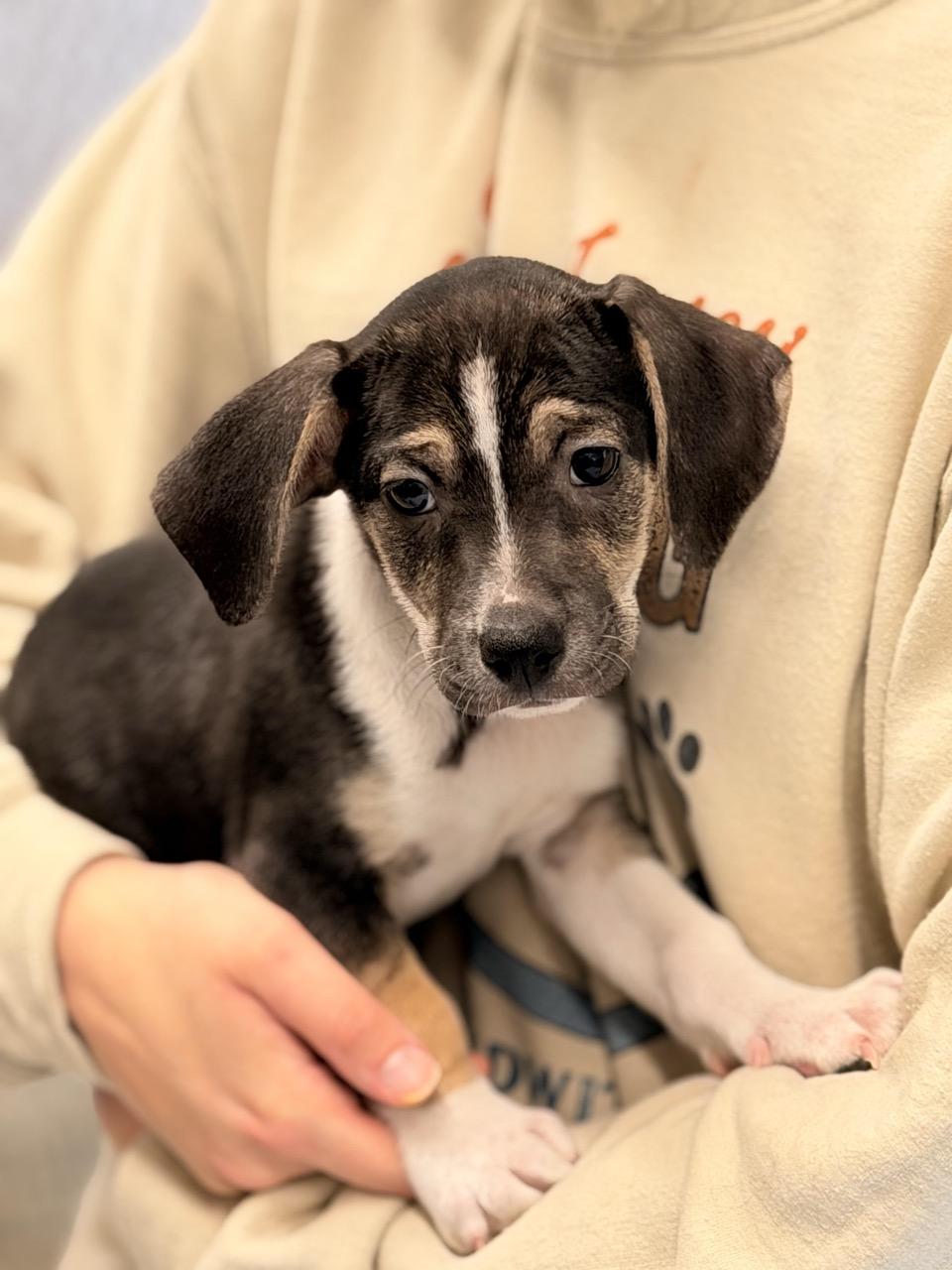 Enlarge Hairy Potter, an adoptable mixed breed in Sparta, NJ image 3/4