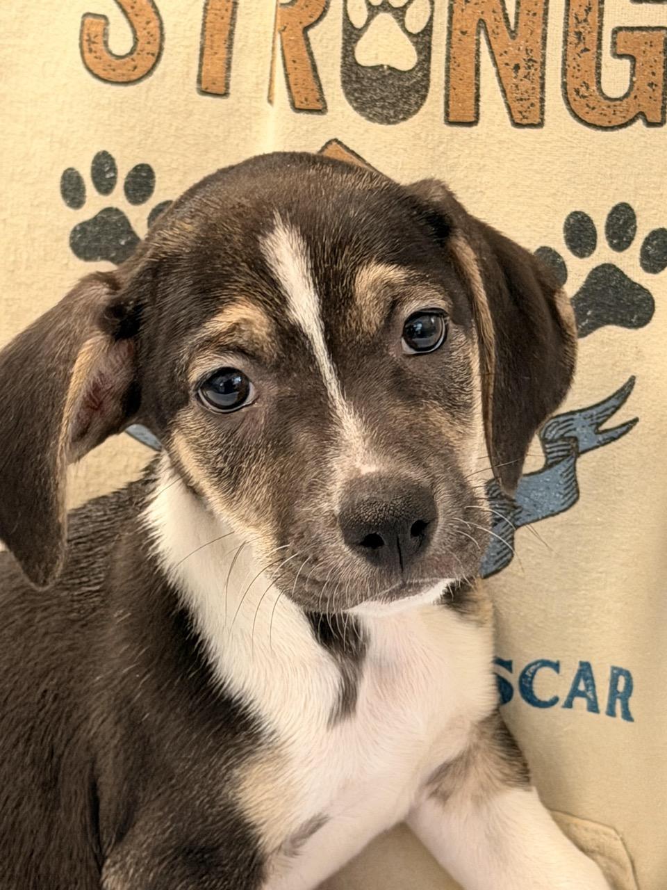 Enlarge Hairy Potter, an adoptable mixed breed in Sparta, NJ image 2/4