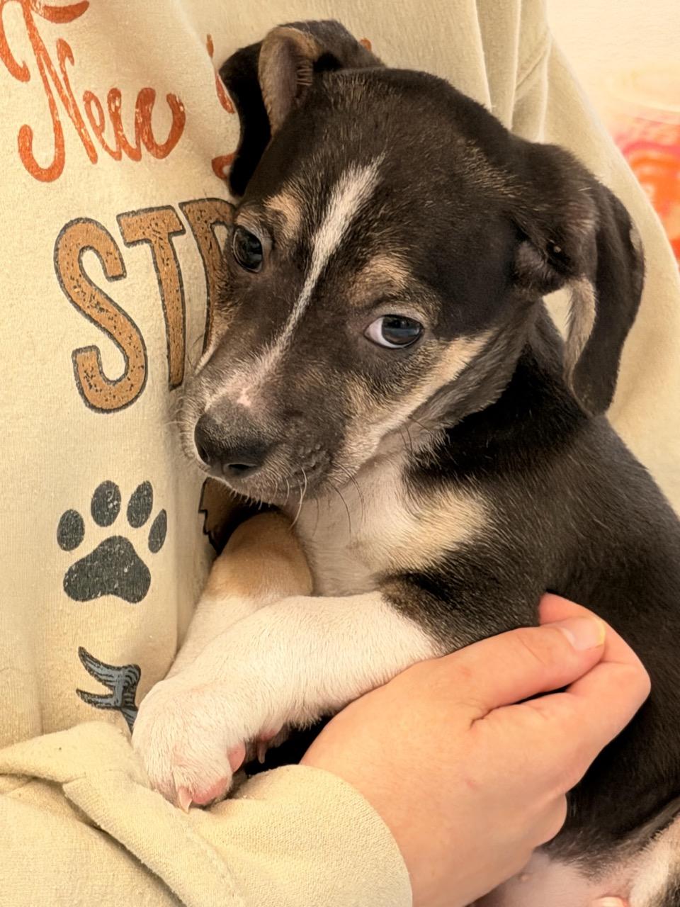 Enlarge Hairy Potter, an adoptable mixed breed in Sparta, NJ image 4/4