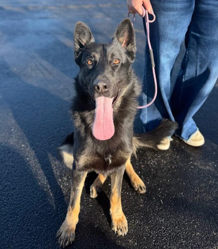 Dutch, Adoptable, Adult Male Dutch Shepherd & Mixed Breed.