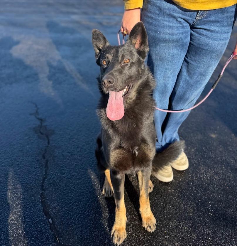 Enlarge Dutch, a Adoptable mixed breed in Fayetteville, AR image 2/2