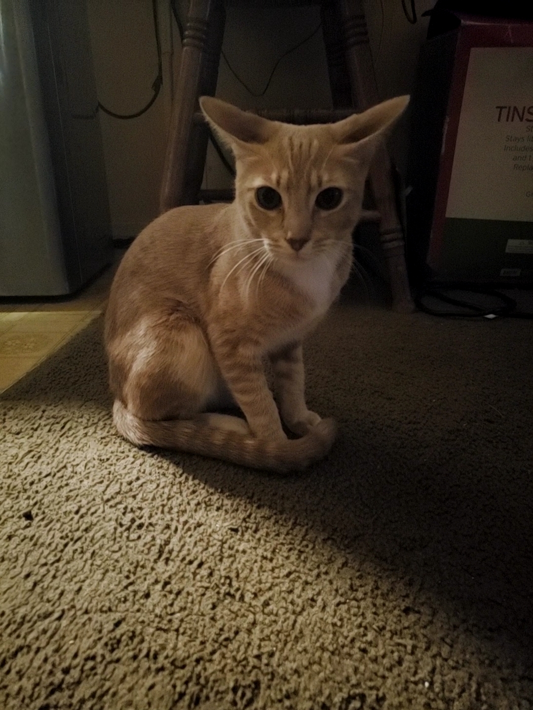 Whitey, a Adoptable Tabby in Tustin, CA image 1/8