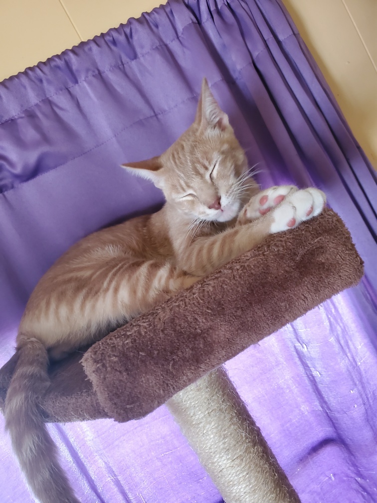 Whitey, a Adoptable Tabby in Tustin, CA image 2/8