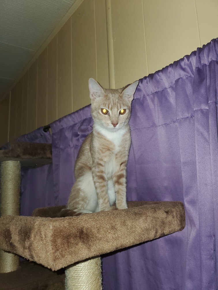 Whitey, a Adoptable Tabby in Tustin, CA image 3/8