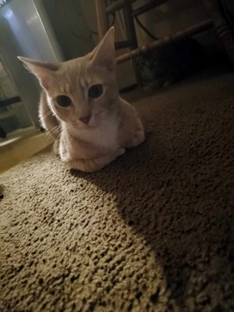 Whitey, a Adoptable Tabby in Tustin, CA image 4/8