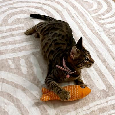 Enlarge Topaz, a ADOPTABLE mixed breed in Mississauga, ON image 3/6