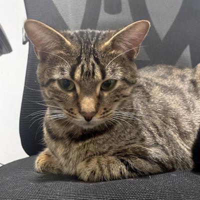 Enlarge Topaz, a ADOPTABLE mixed breed in Mississauga, ON image 5/6