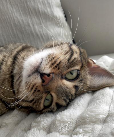 Enlarge Topaz, a ADOPTABLE mixed breed in Mississauga, ON image 4/6