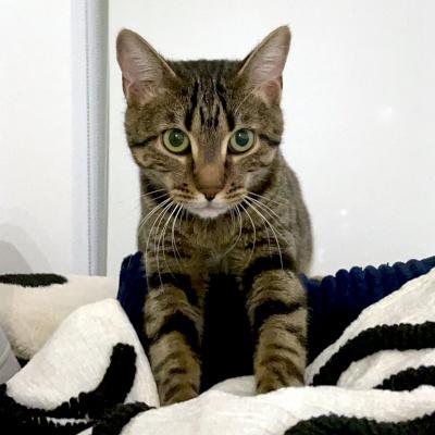 Enlarge Topaz, a ADOPTABLE mixed breed in Mississauga, ON image 1/6