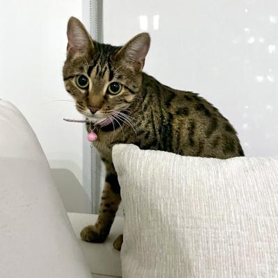 Enlarge Topaz, a ADOPTABLE mixed breed in Mississauga, ON image 2/6