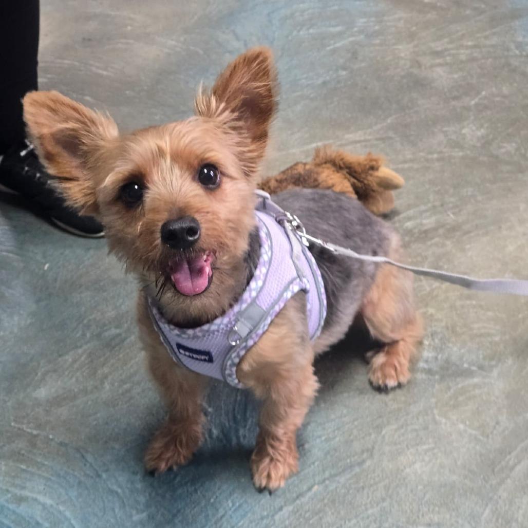 Molly, Adoptable, Adult Female Yorkshire Terrier.
