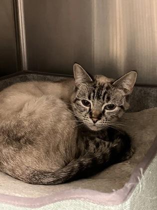 Rosa, an adoptable Siamese, Tabby in Redmond, OR, 97756 | Photo Image 1