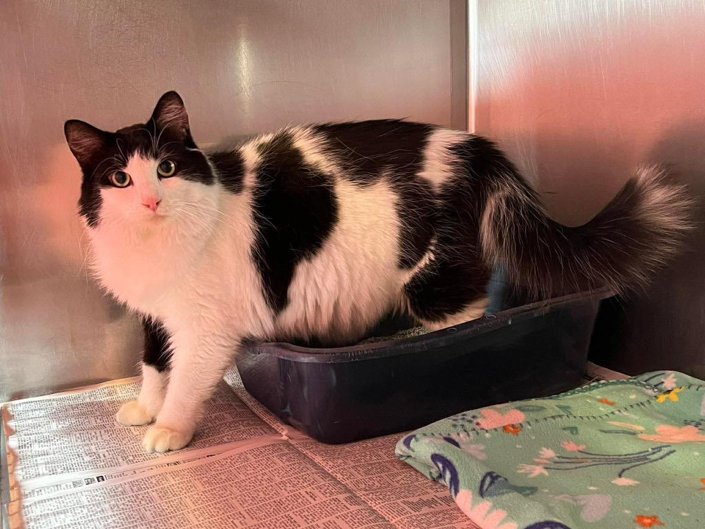 Enlarge Magnus, a Adopted mixed breed in Peru, NY image 1/1