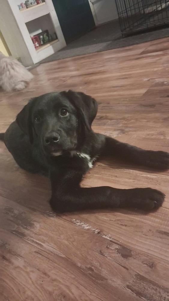 Enlarge Cerin, a Adoptable mixed breed in Mauston, WI image 1/2