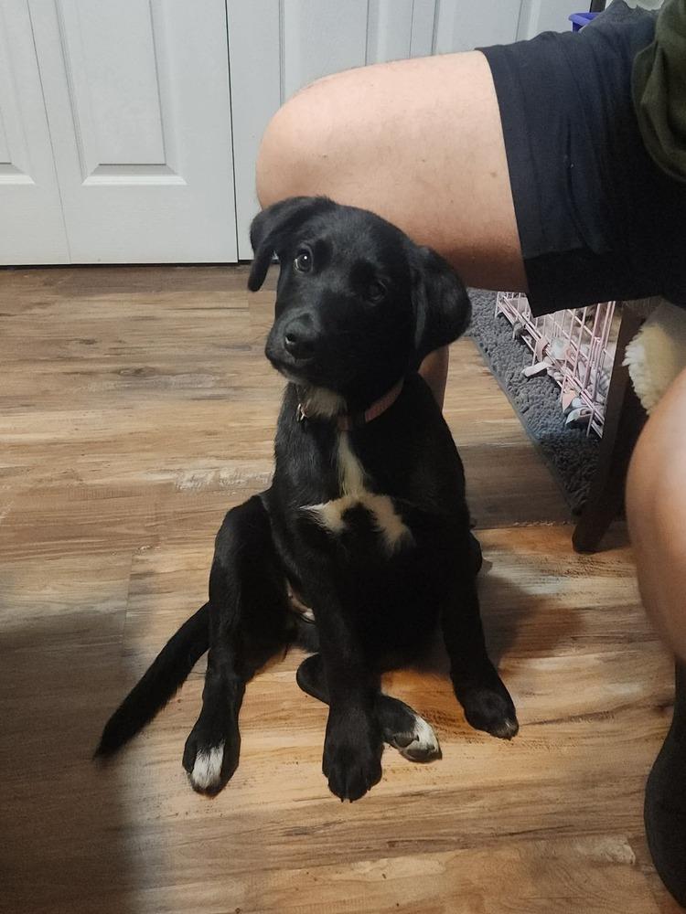 Enlarge Cerin, a Adoptable mixed breed in Mauston, WI image 2/2