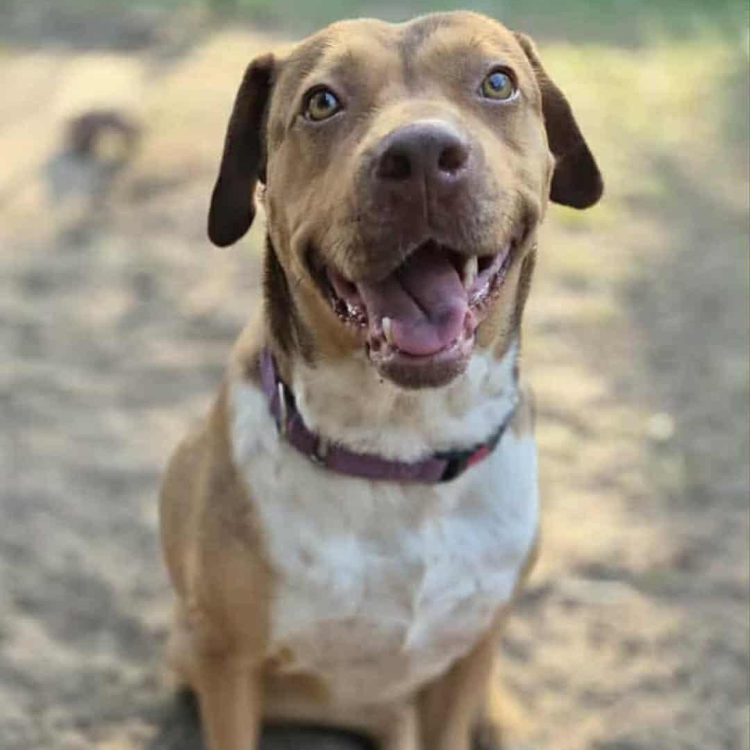 CANELITA, Adoptable, Young Female Shepherd & Hound.