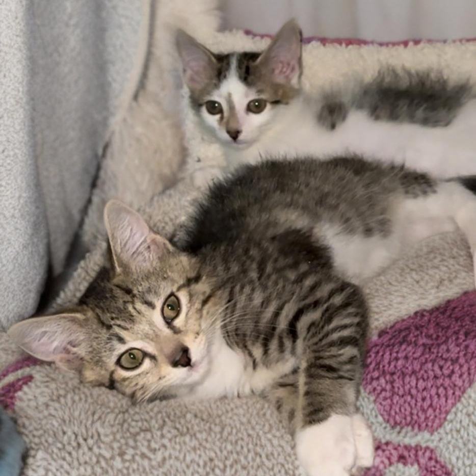 Franklin and Frazier