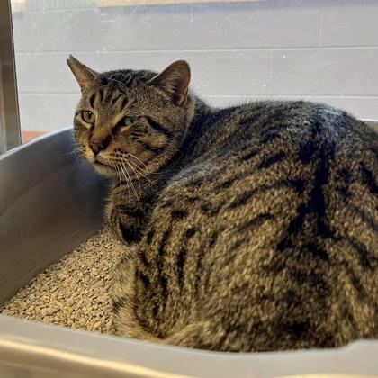 Flarp, Adoptable, Adult Male Domestic Short Hair & Domestic Short Hair.