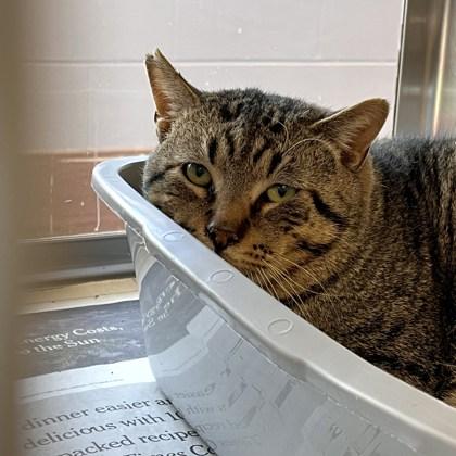 Enlarge Flarp, a Adoptable mixed breed in Madison, WI image 2/3