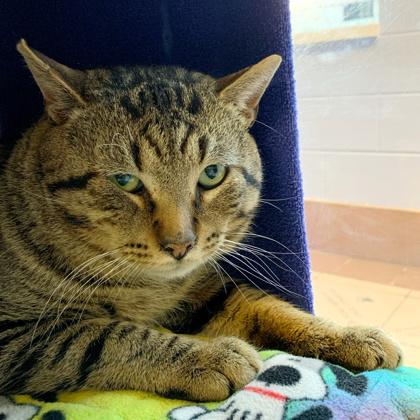 Enlarge Flarp, a Adoptable mixed breed in Madison, WI image 3/3