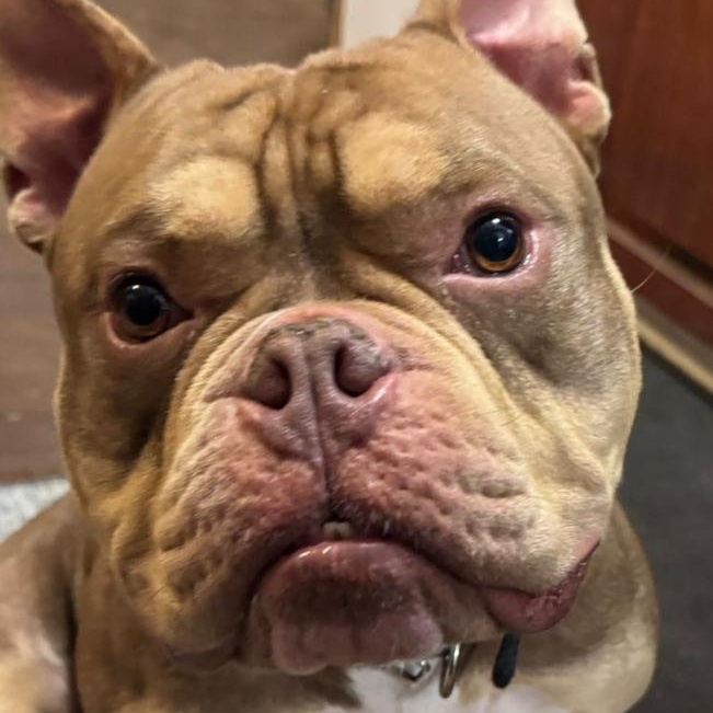 Enlarge Kimbo, a ADOPTABLE Bulldog in Oak Bluffs, MA image 1/1