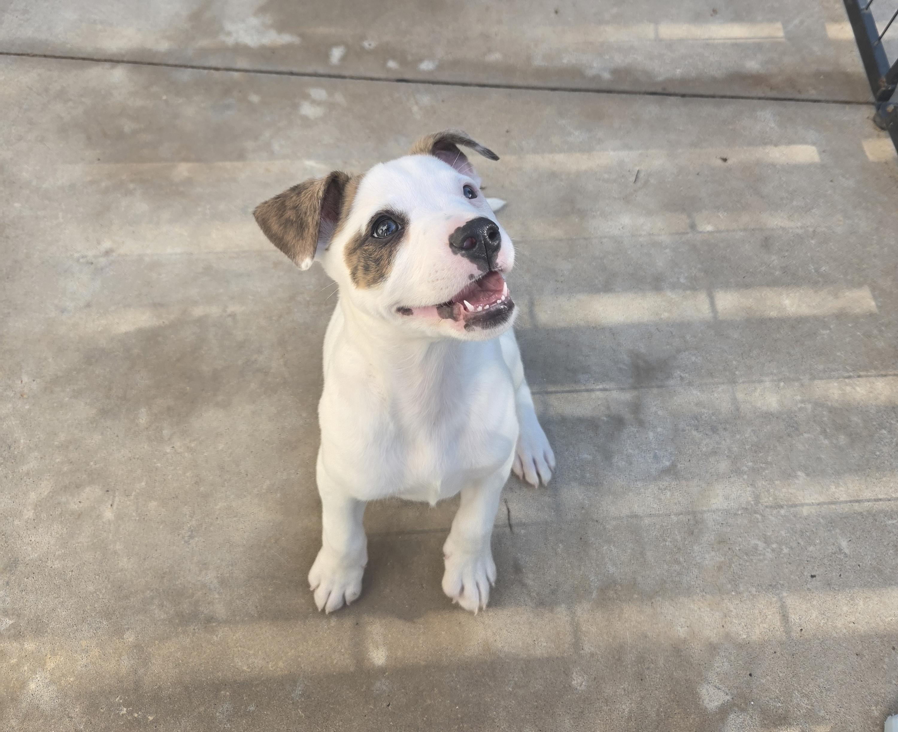 Kix, a ADOPTABLE mixed breed in Oklahoma City, OK image 1/6