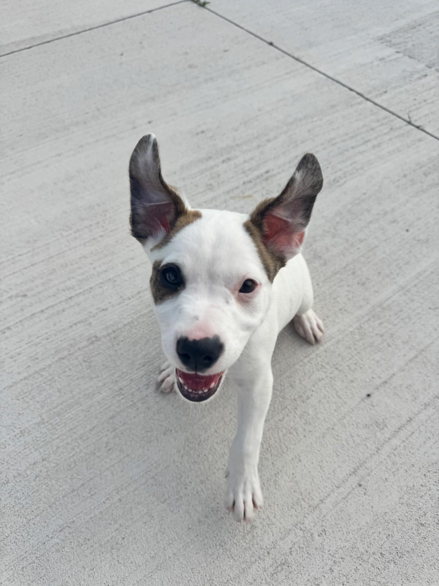Kix, a ADOPTABLE mixed breed in Oklahoma City, OK image 3/6