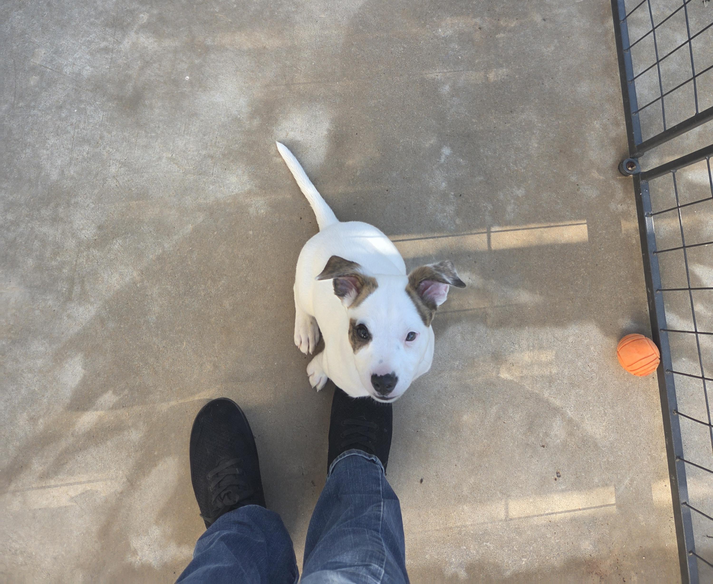 Kix, a ADOPTABLE mixed breed in Oklahoma City, OK image 6/6