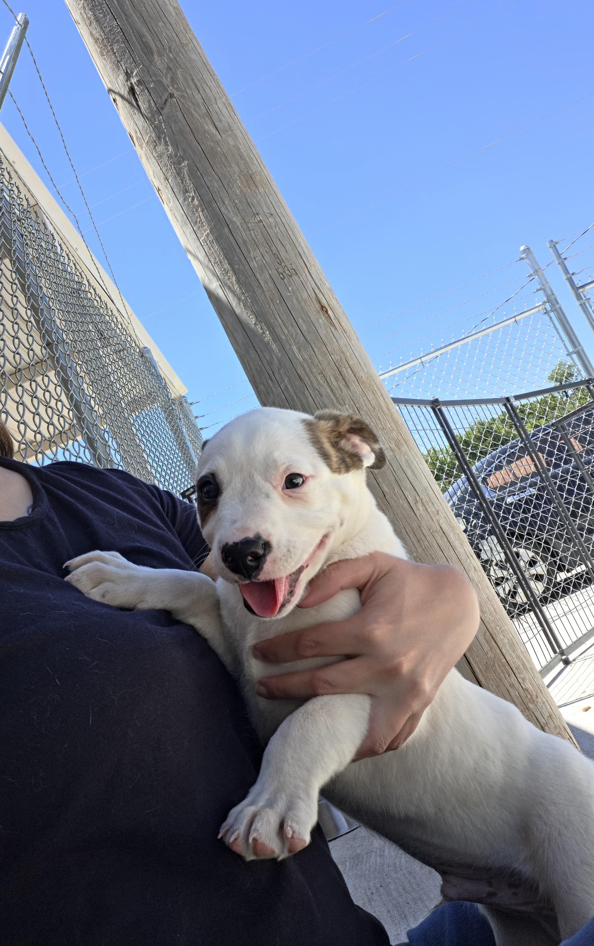 Kix, a ADOPTABLE mixed breed in Oklahoma City, OK image 4/6