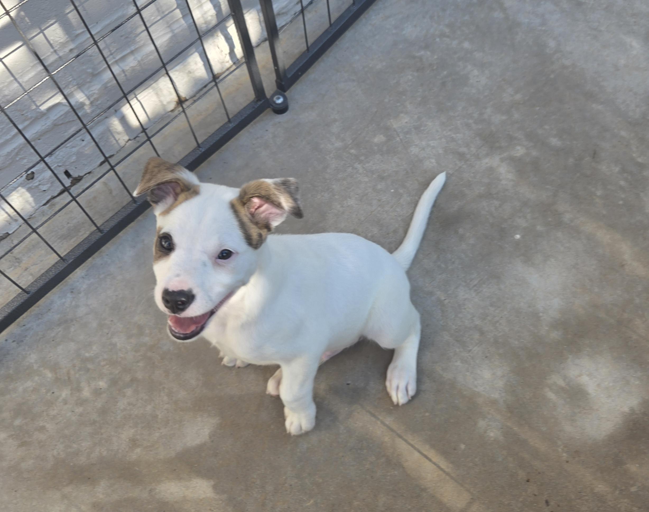 Kix, a ADOPTABLE mixed breed in Oklahoma City, OK image 5/6