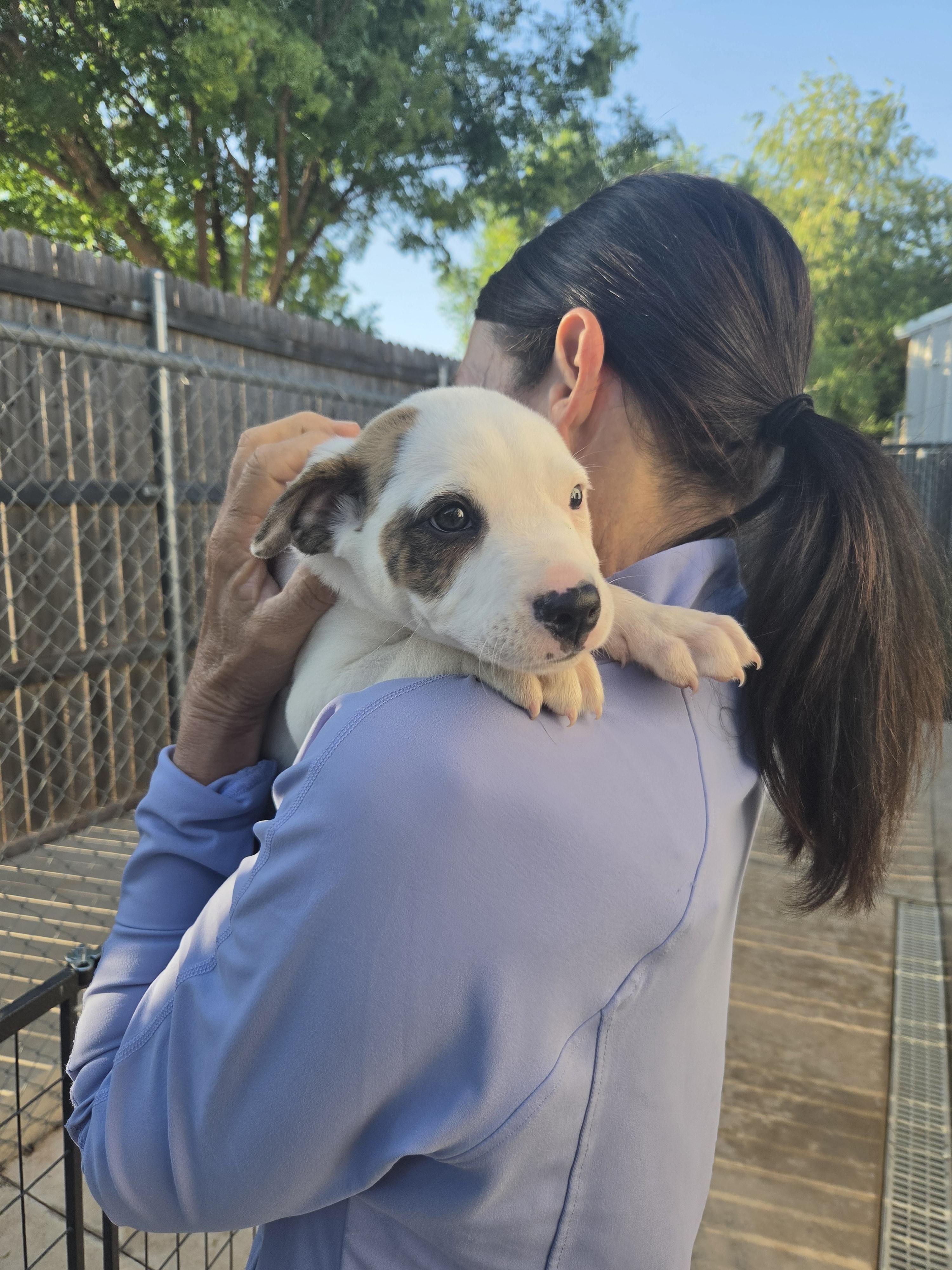 Kix, a ADOPTABLE mixed breed in Oklahoma City, OK image 2/6