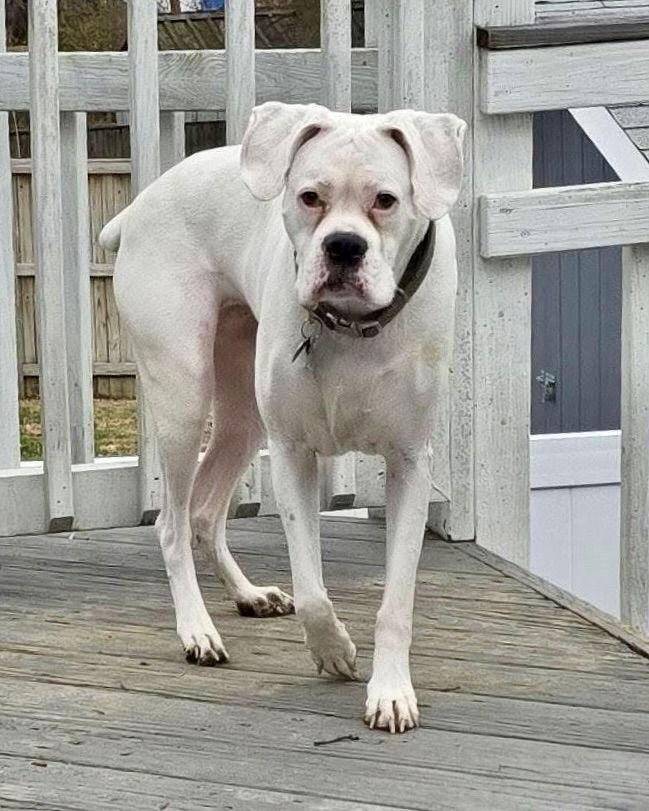 Zoie, Adoptable, Senior Female Boxer.