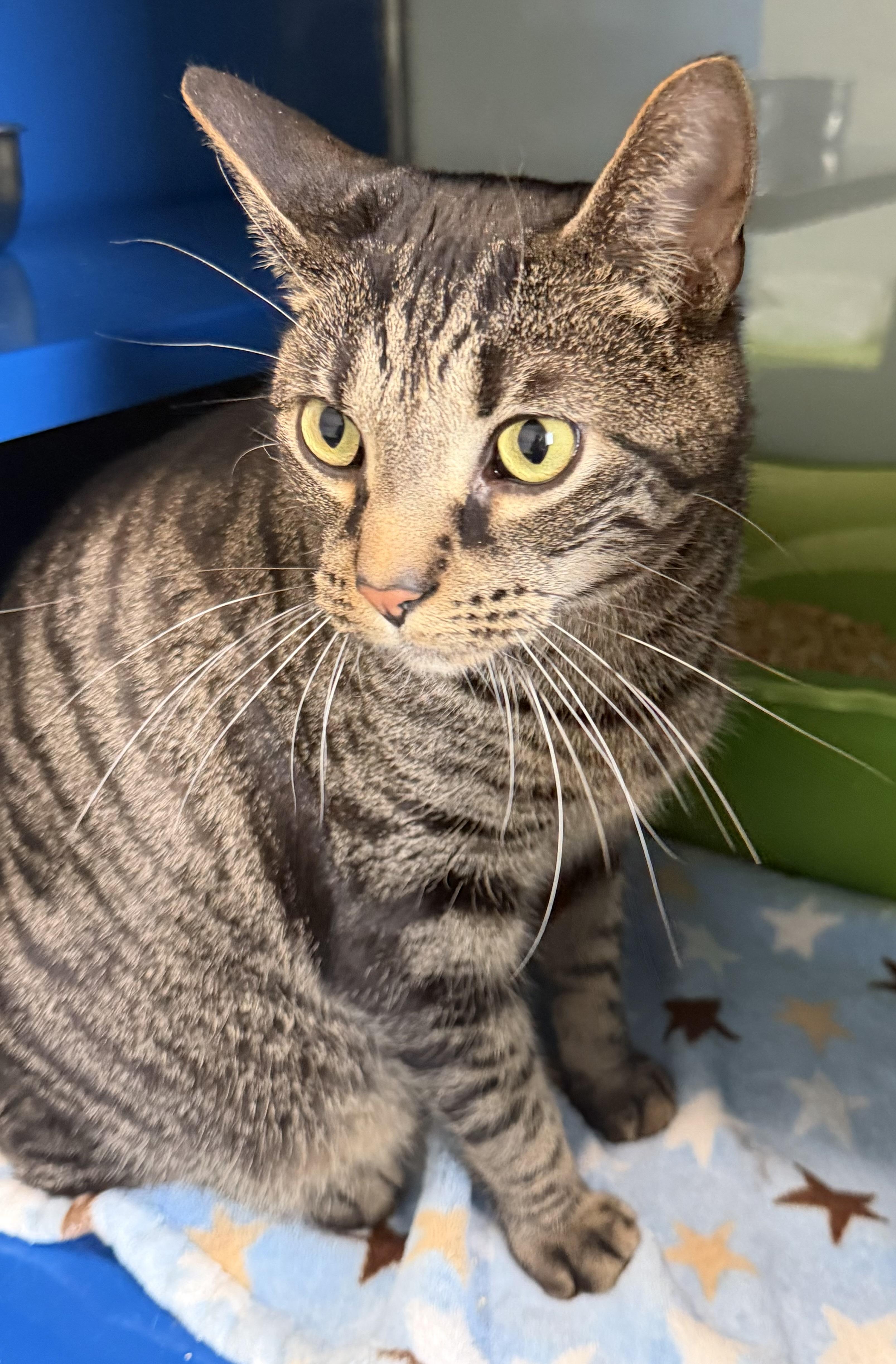 Enlarge Big Brian, an adopted Domestic Short Hair in Sault Sainte Marie, MI image 2/3