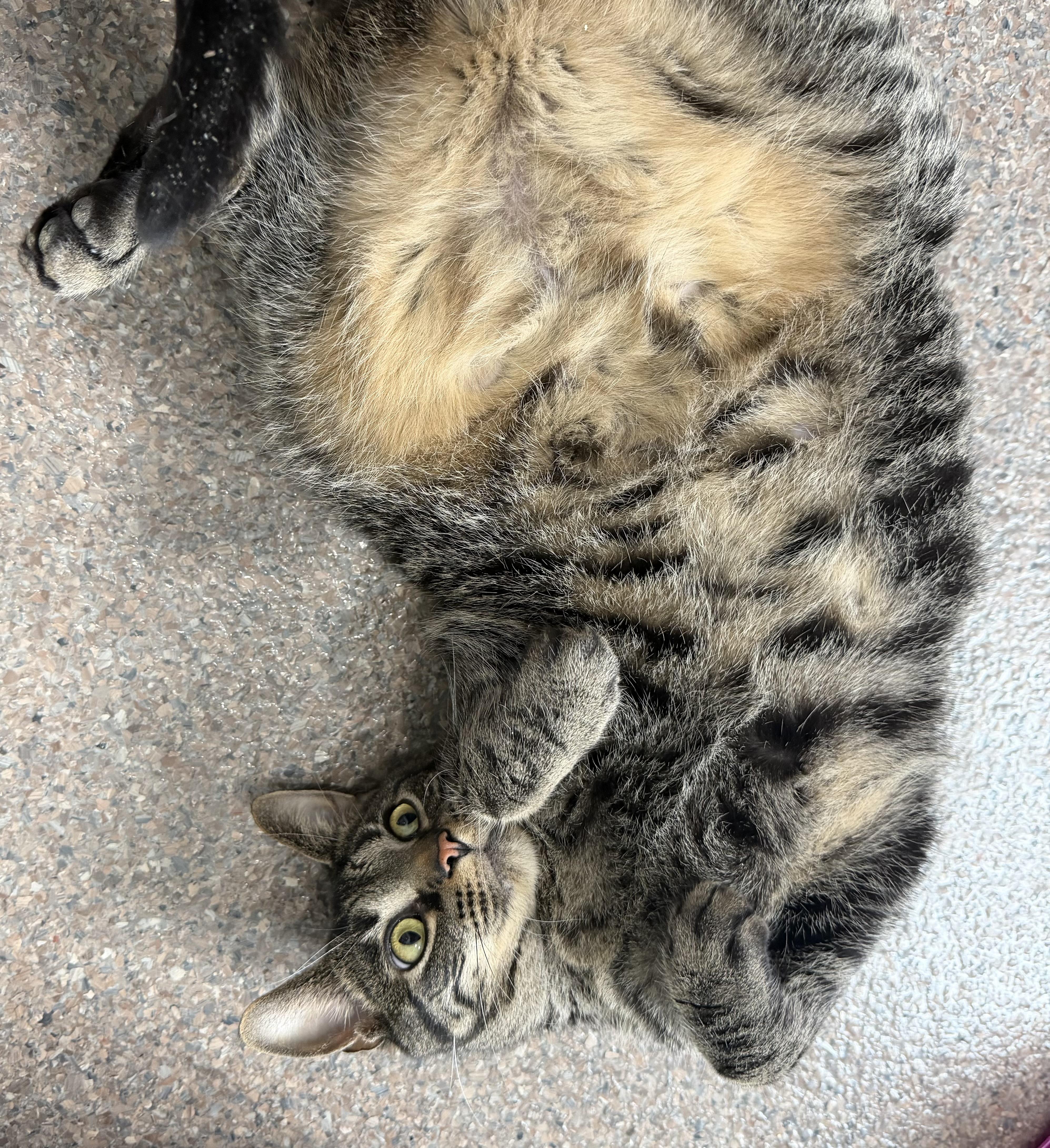 Enlarge Big Brian, an adopted Domestic Short Hair in Sault Sainte Marie, MI image 3/3