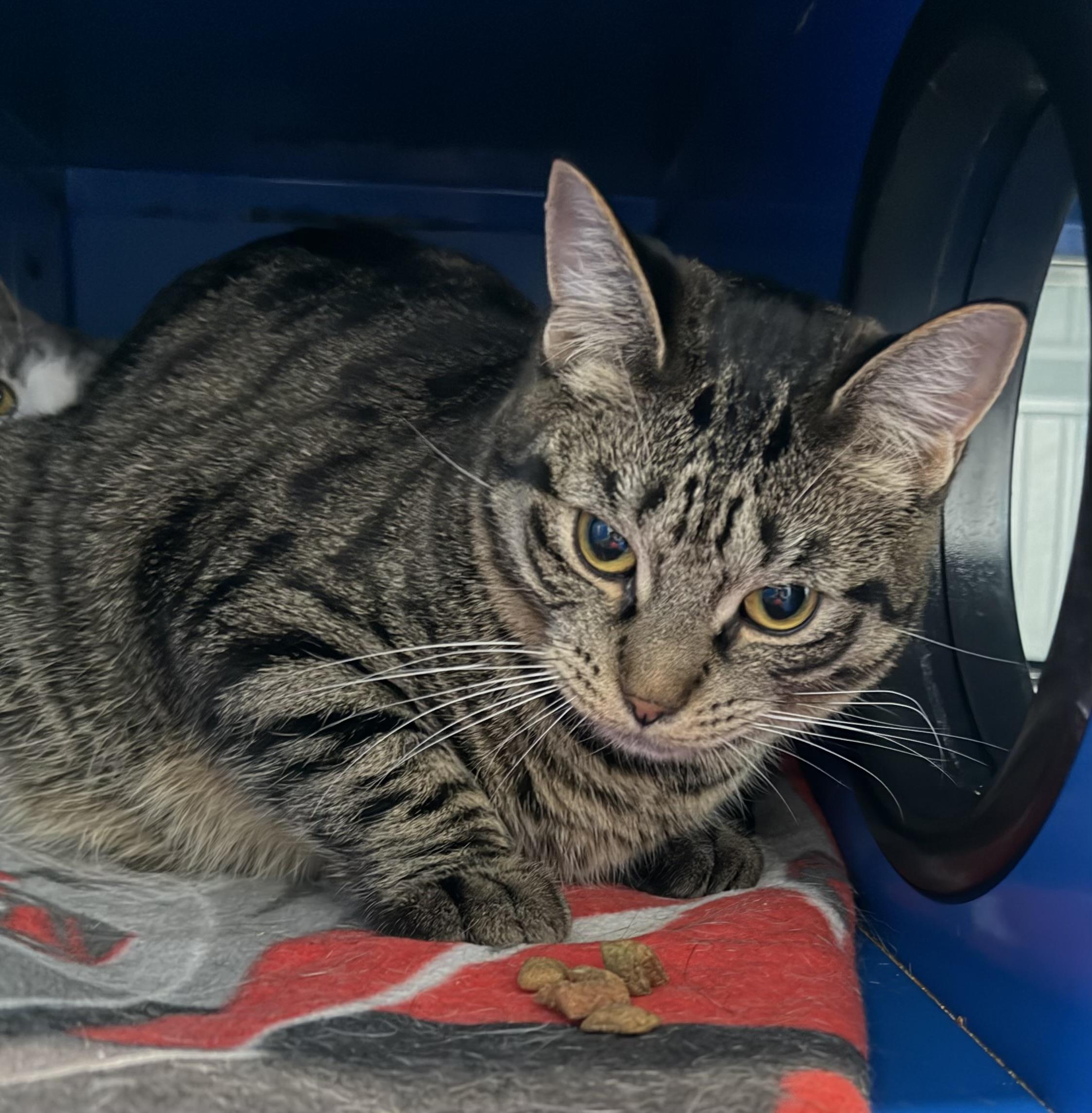 Big Brian, adopted, Young Male Domestic Short Hair.