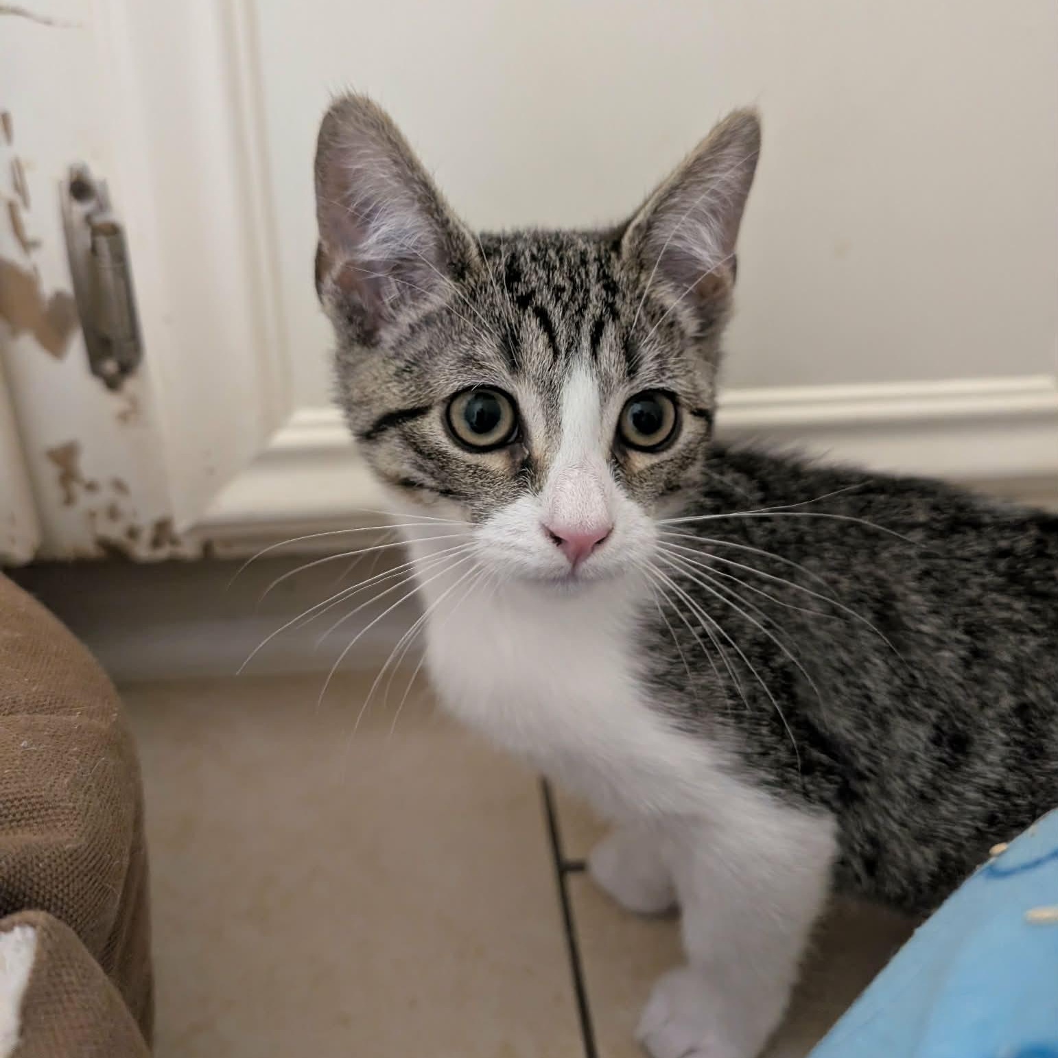 Enlarge Dory, an adopted American Shorthair in Houston, TX image 1/3