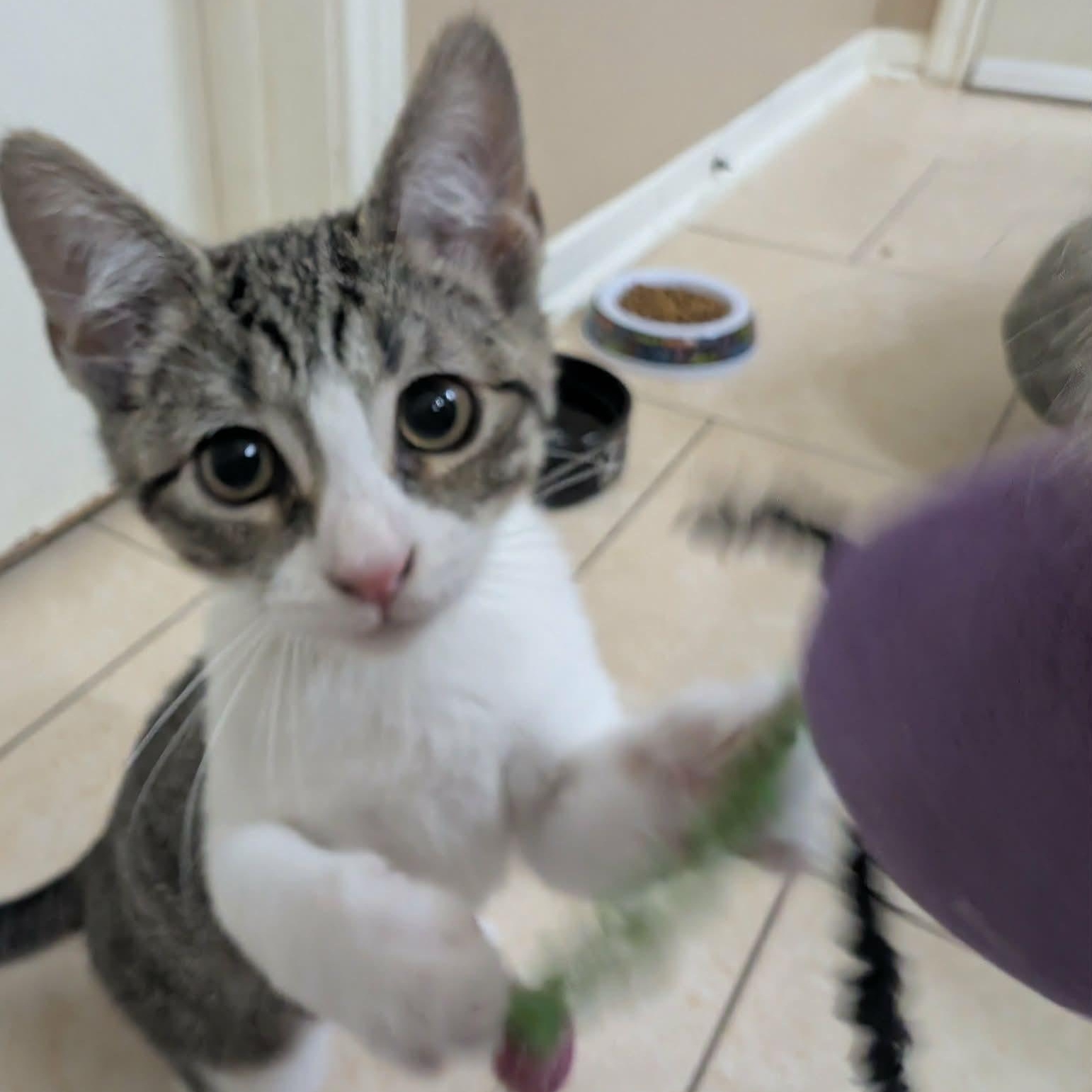 Enlarge Dory, an adopted American Shorthair in Houston, TX image 3/3