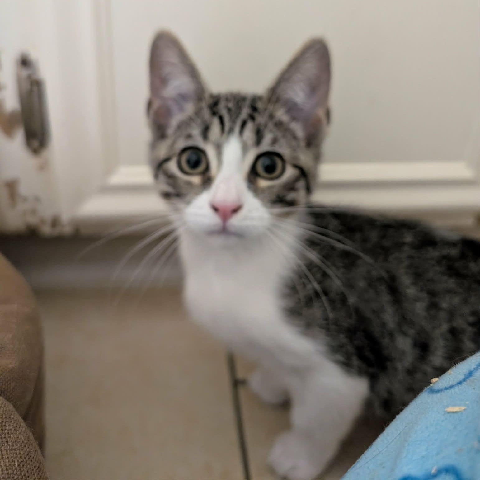 Enlarge Dory, an adopted American Shorthair in Houston, TX image 2/3