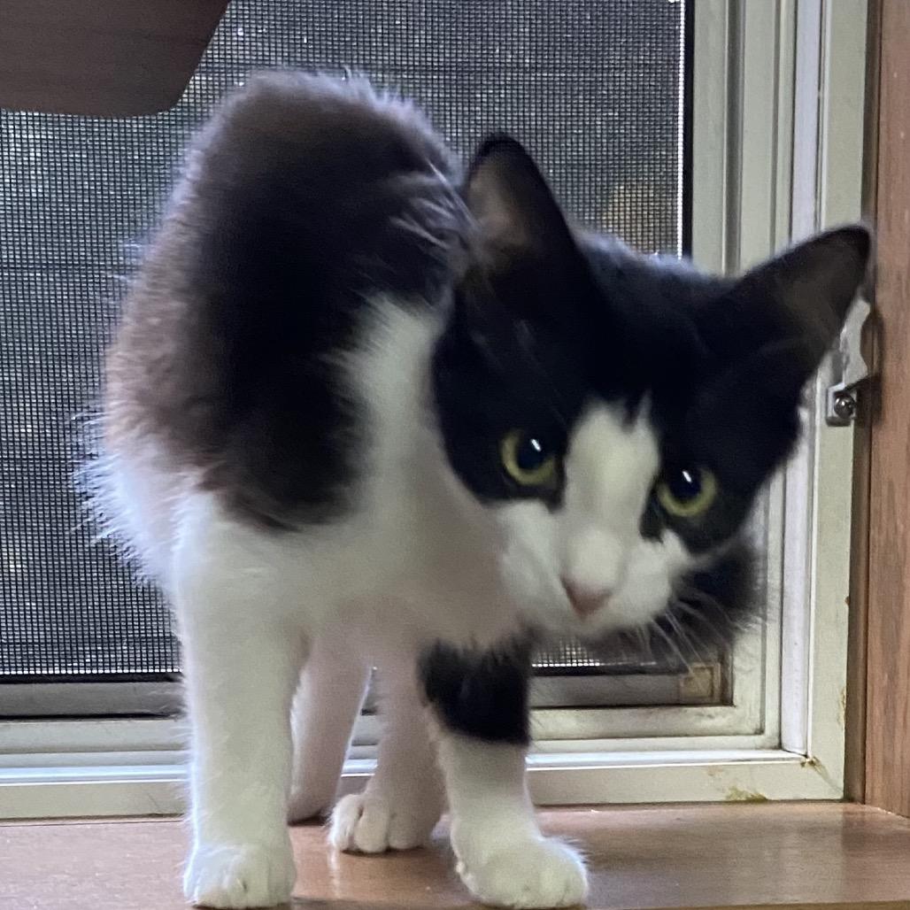 Martini, Adoptable, Young Female Domestic Long Hair.