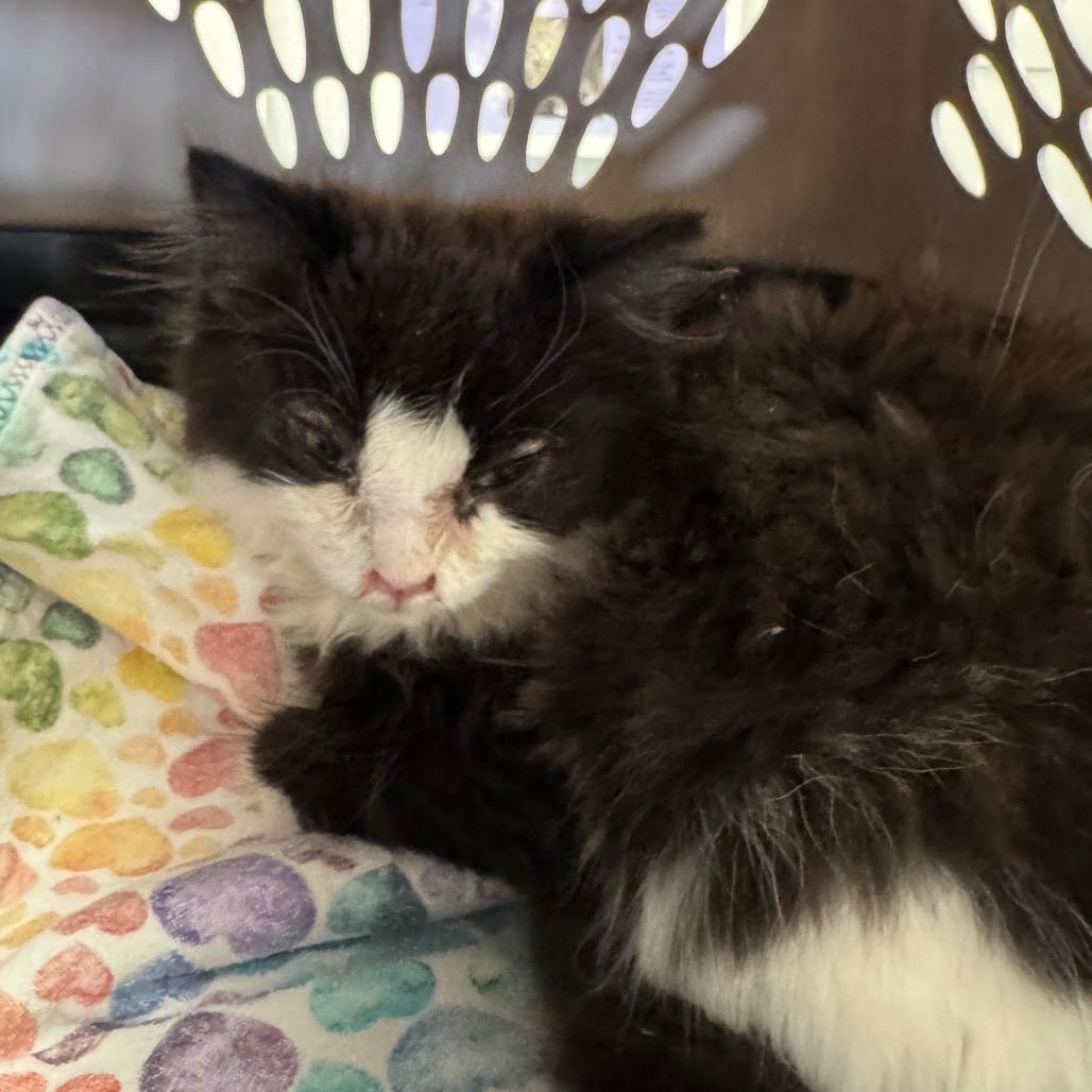 Martini, a Adoptable Domestic Long Hair in Spokane, WA image 3/4