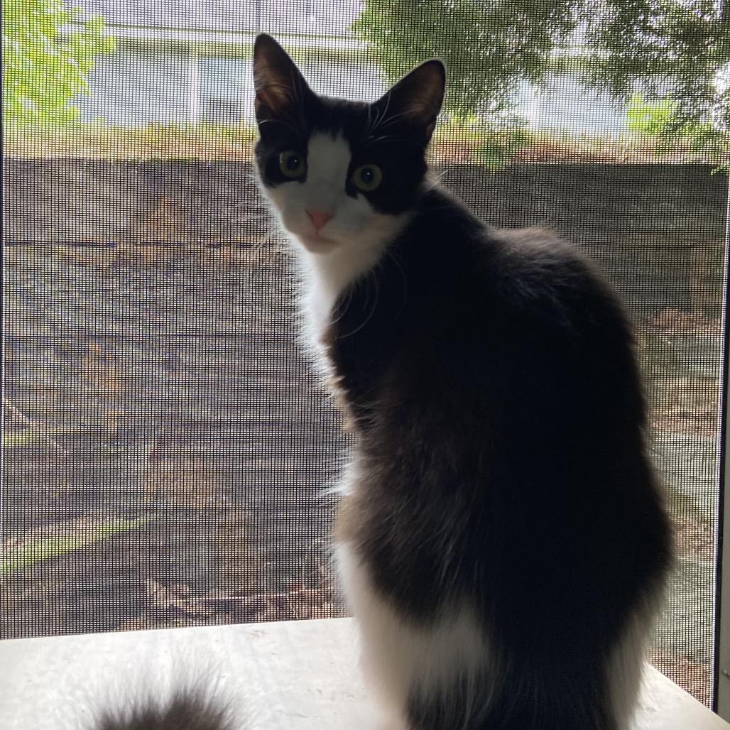 Martini, a Adoptable Domestic Long Hair in Spokane, WA image 4/4