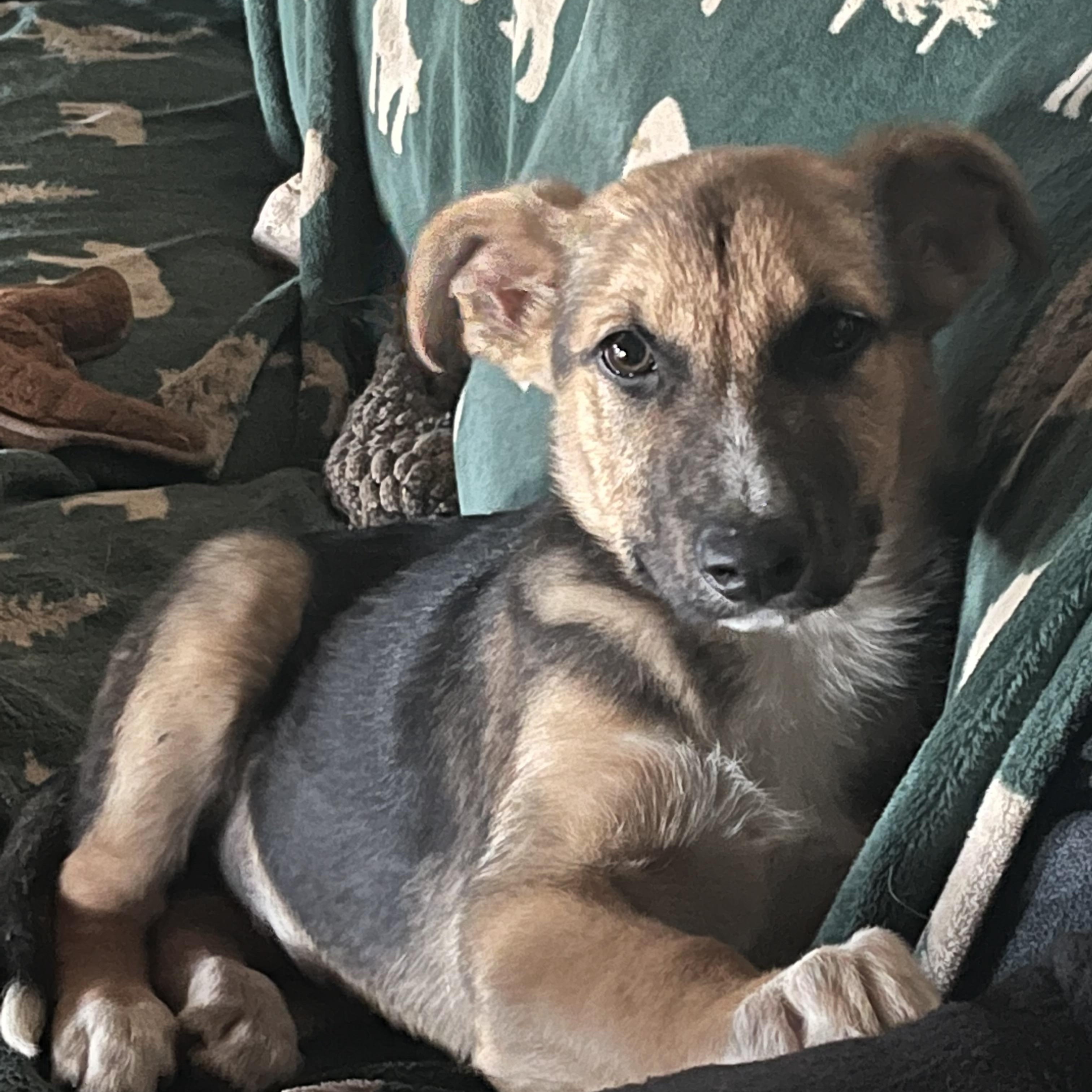 Levi, Adoptable, Puppy Male Shepherd.