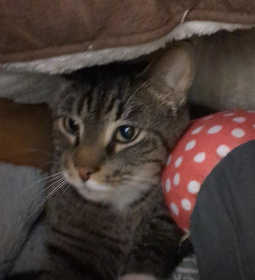 JoJo, Adoptable, Adult Male Tabby.