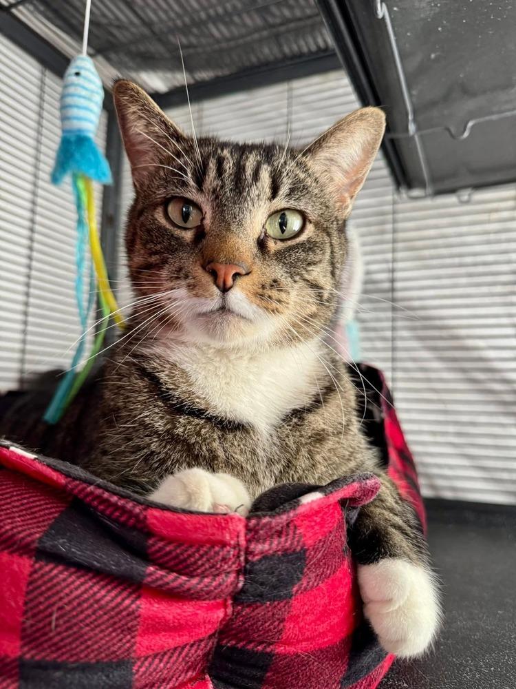 JoJo, a Adoptable mixed breed in Papillion, NE image 3/5