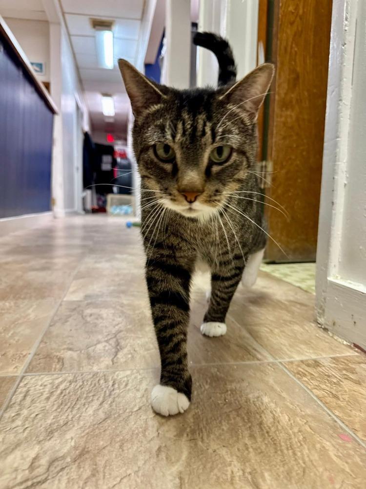 JoJo, a Adoptable mixed breed in Papillion, NE image 5/5