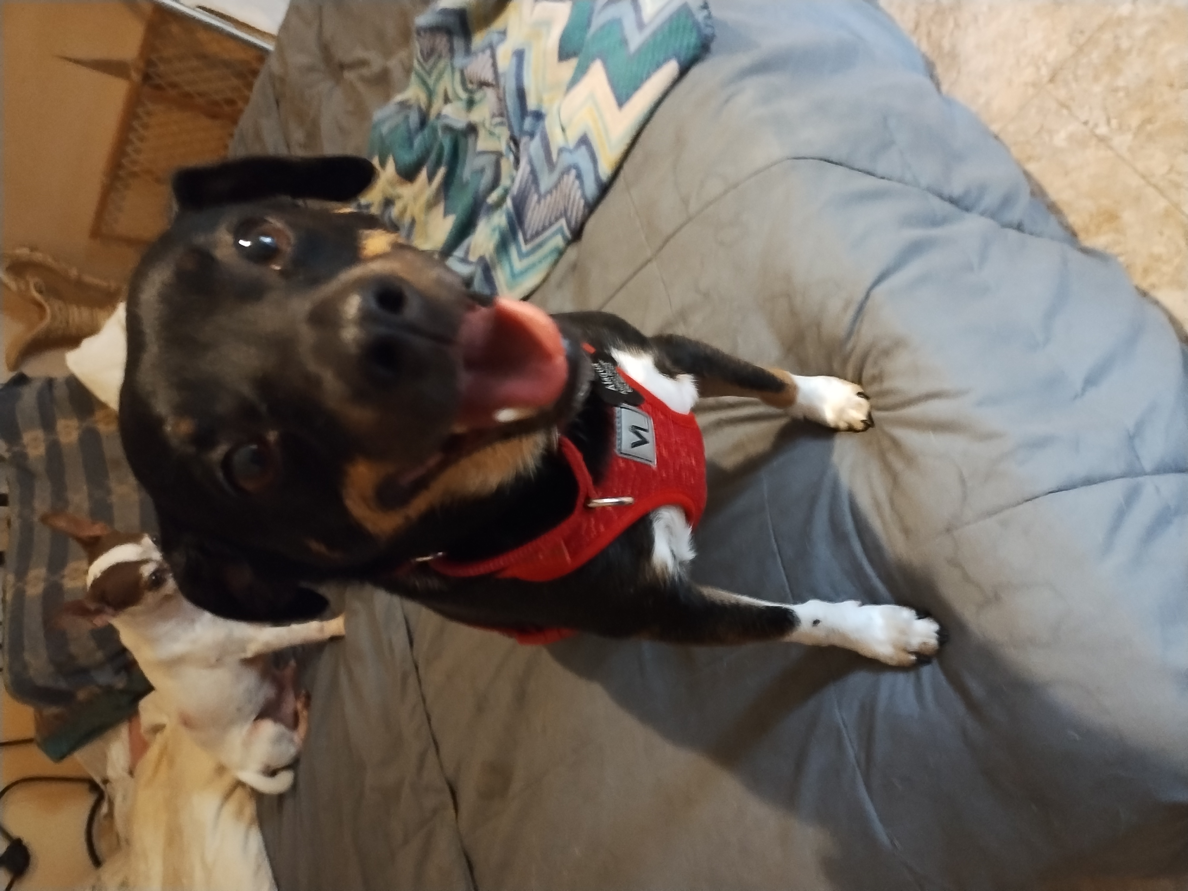 Shaggy, Adopted, Adult Male Dachshund.