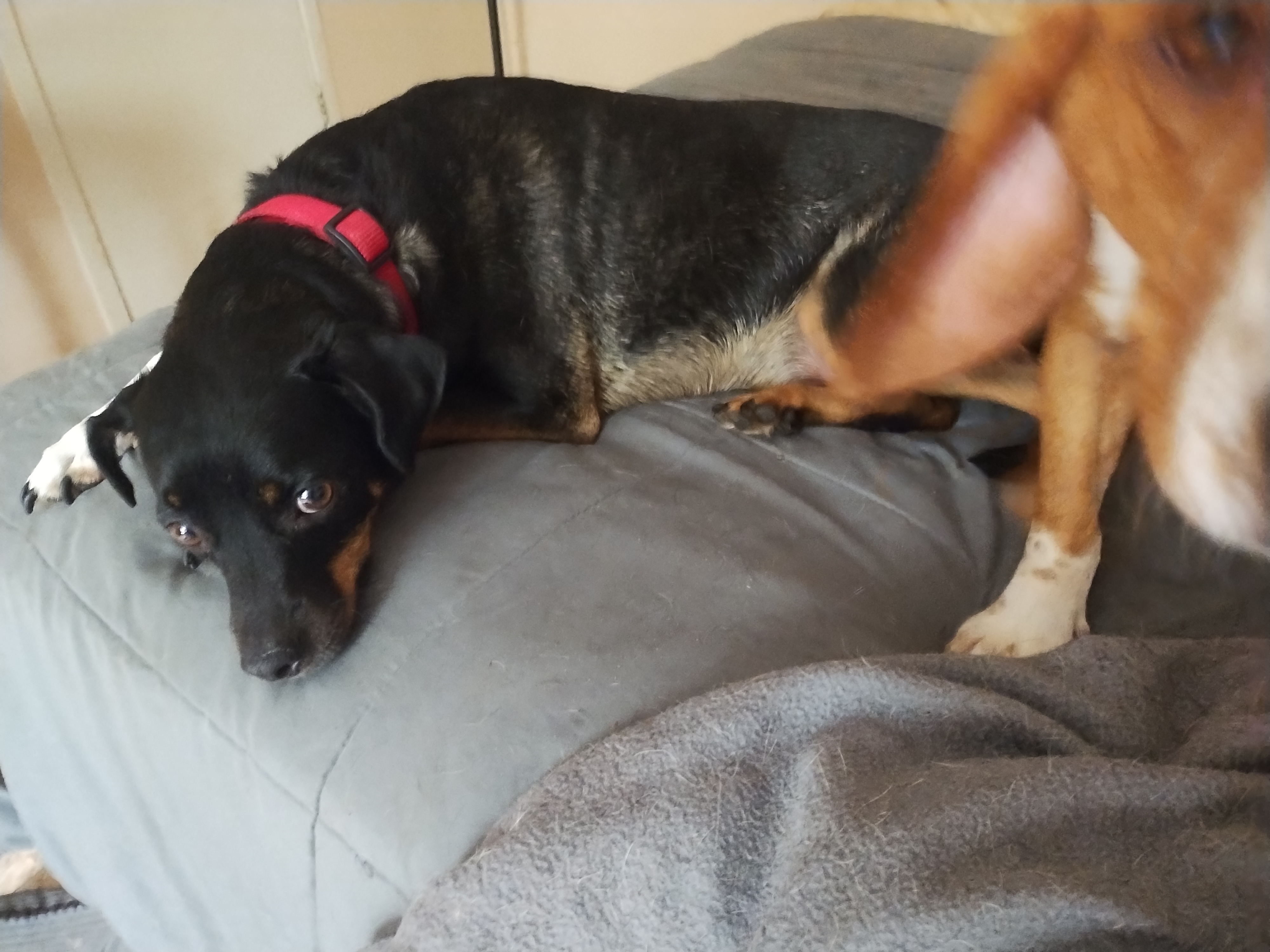 Shaggy, a Adopted Dachshund in DeFuniak Springs, FL image 2/2