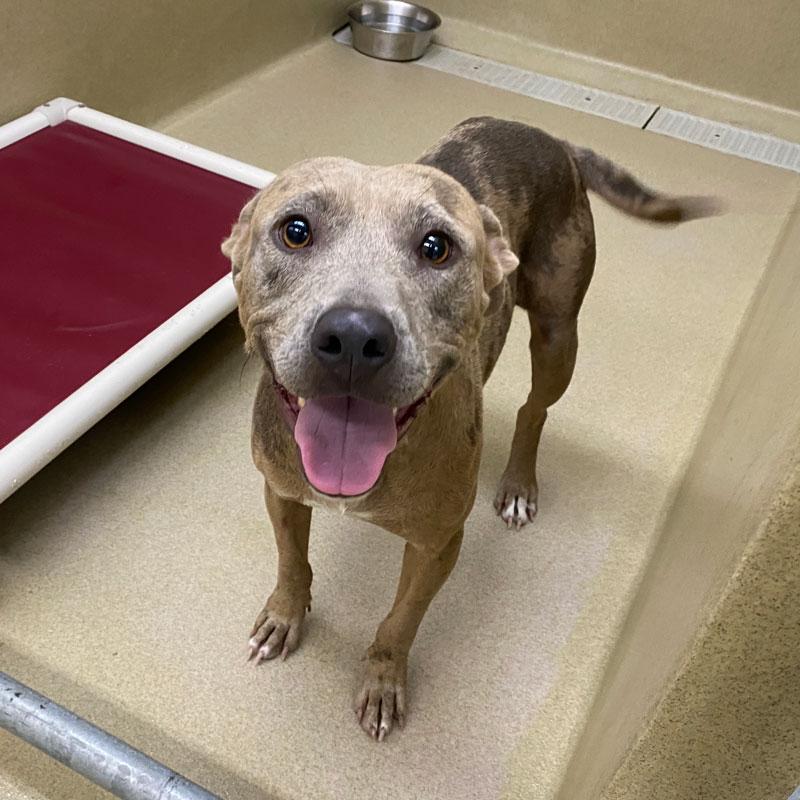 Moxi, a ADOPTABLE mixed breed in Monroe, GA image 2/3
