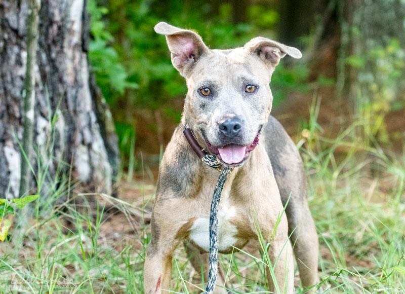 Moxi, ADOPTABLE, Adult Female Pit Bull Terrier.